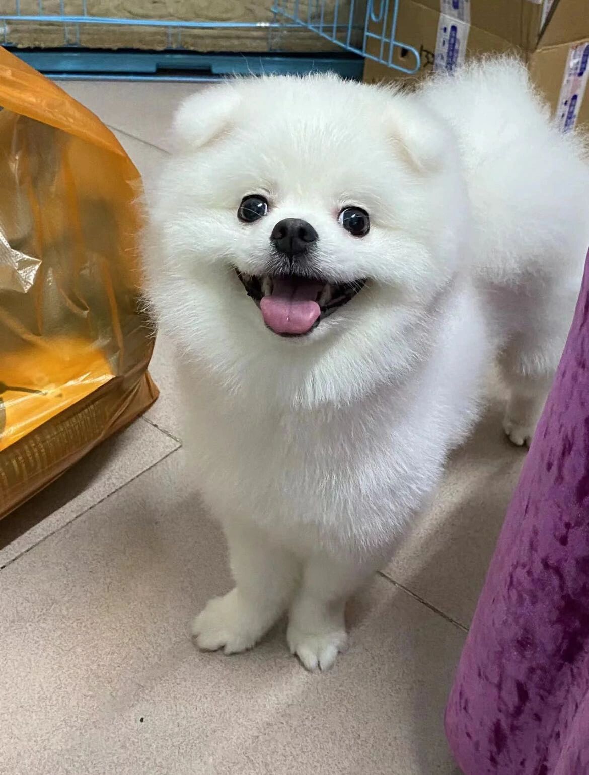 为什么我的博美耳朵不立起来