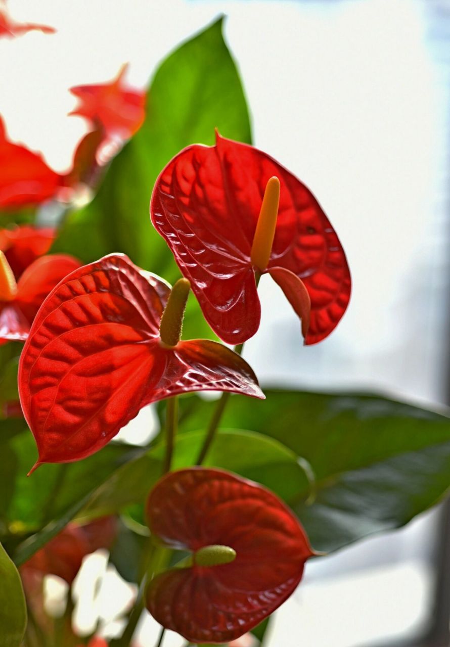 红掌/火鹤花 花期:6-7月 市场流通规格:30cm-1m 花语:热情,强烈的印象