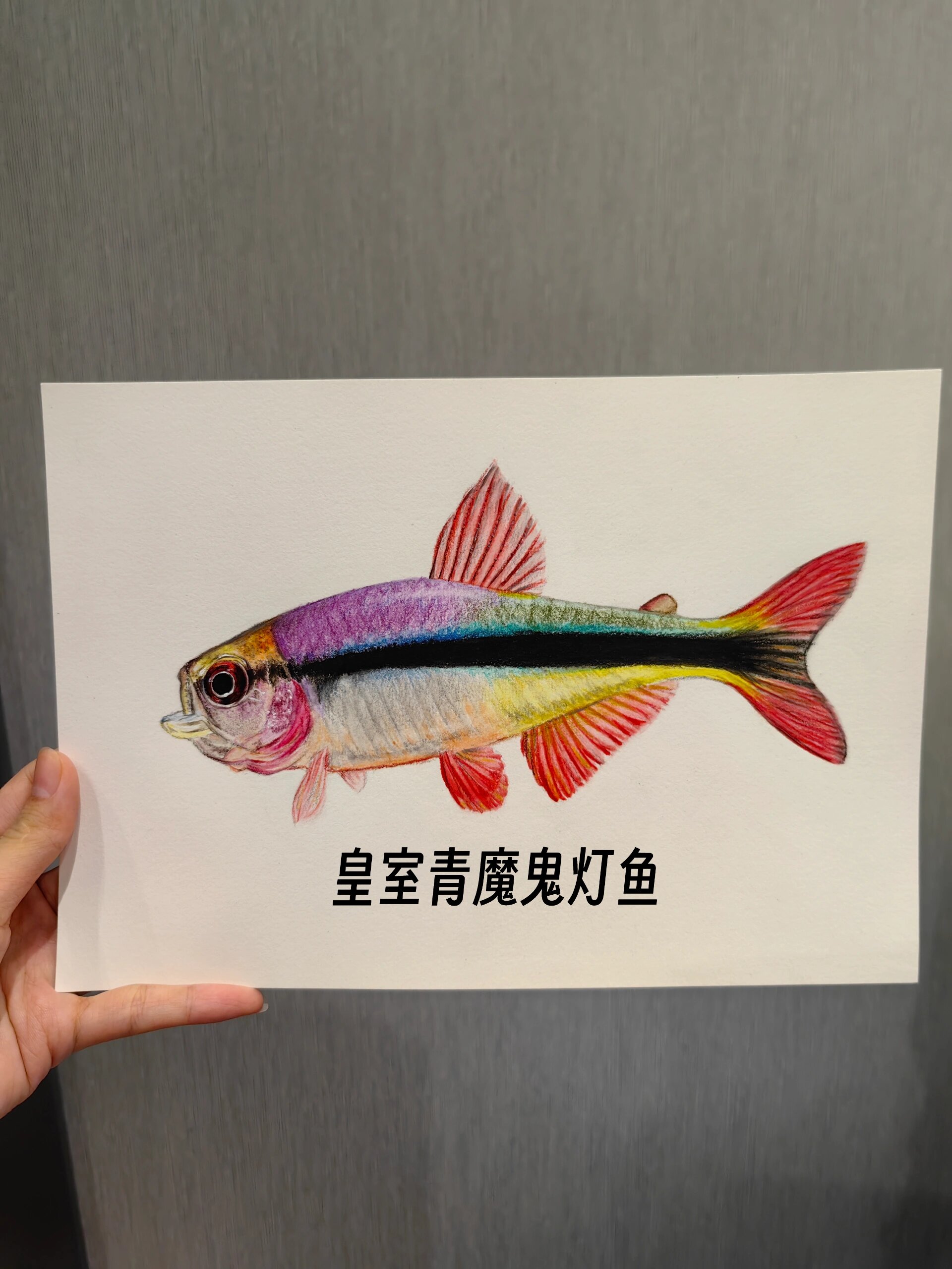 新画的皇室青魔鬼灯鱼