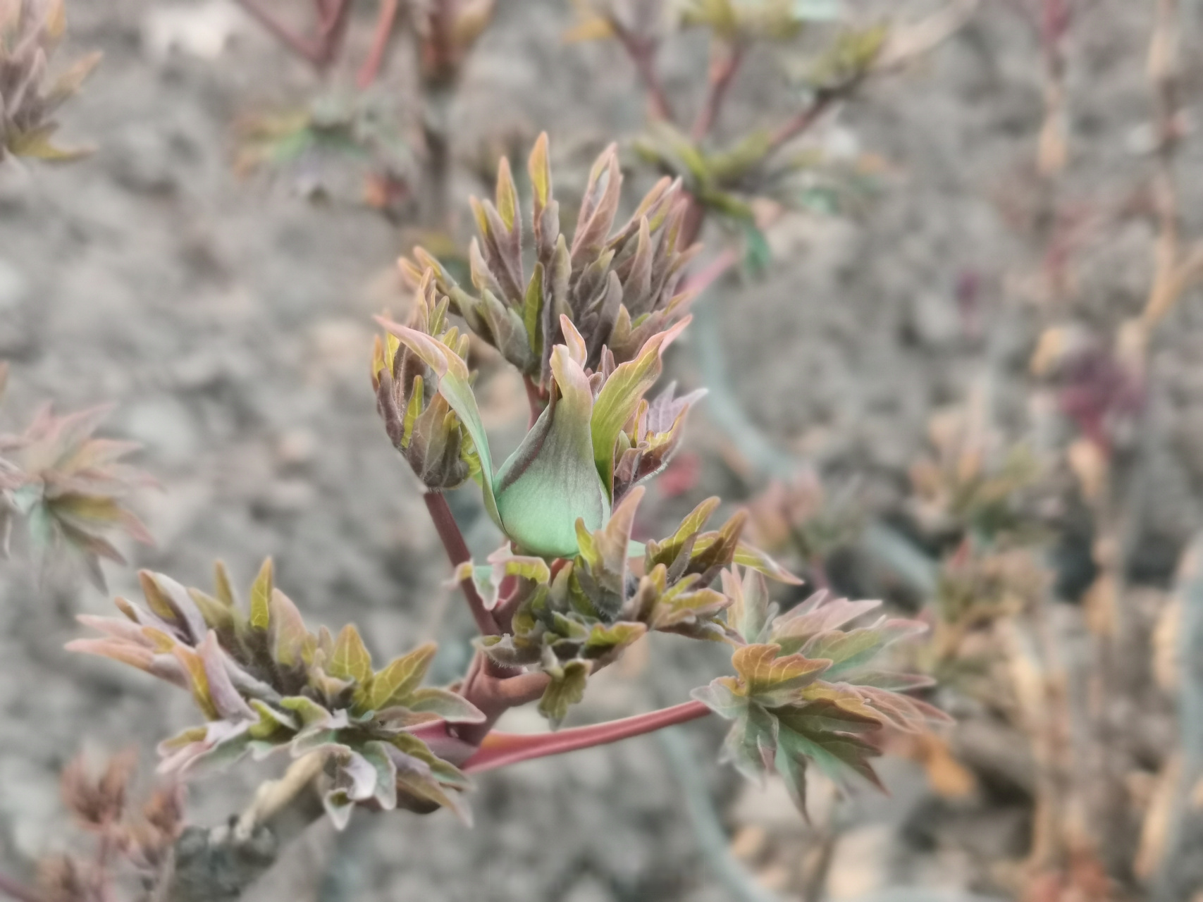 中国洛阳牡丹文化节# 洛阳牡丹已经悄悄开始抽芽,打了骨朵呢[心]