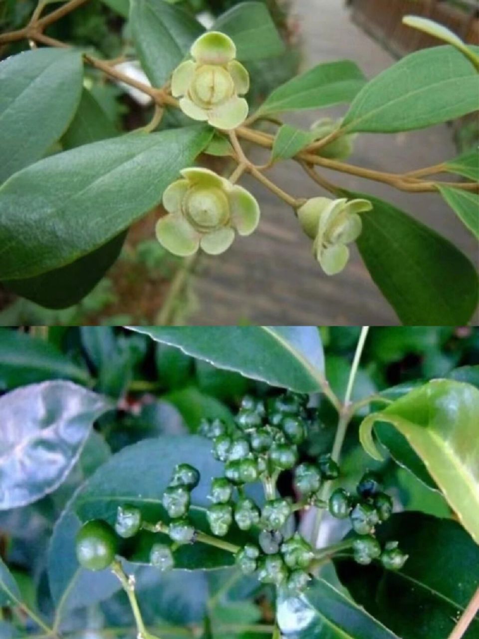 每天认识一种中草药【山香圆叶】73 95别名:两指剑,千打锤,七寸钉