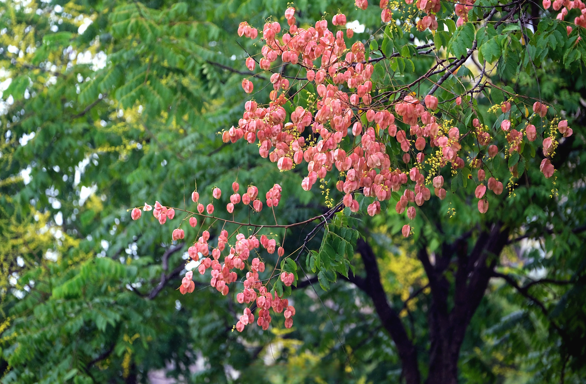 种植在路边的黄山栾树陆续开花了