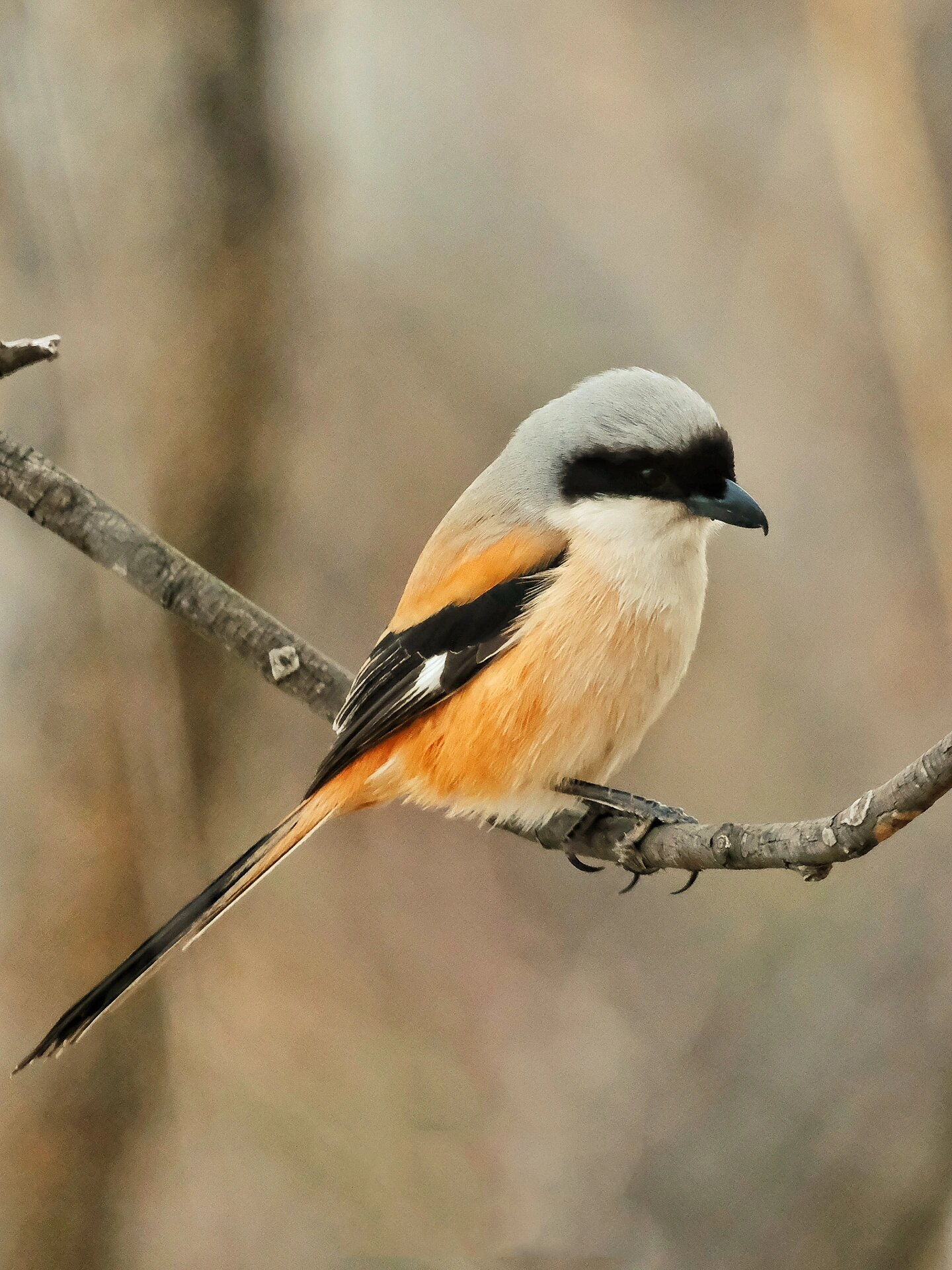 观鸟|棕背伯劳(鸟种序号:2