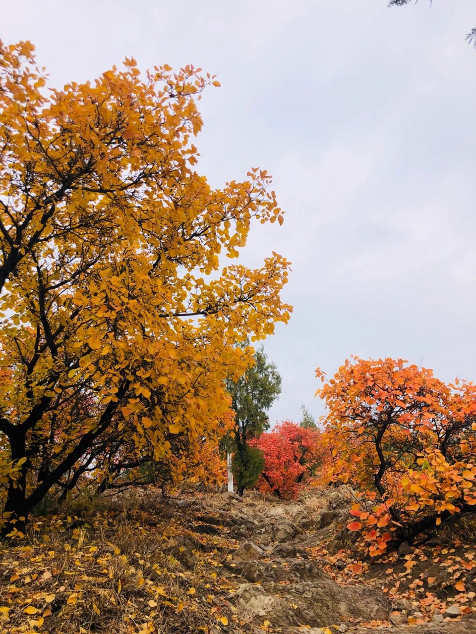 北京赏秋推荐之昌平北山|登山,免费,红叶 继推荐了两处赏秋地之后