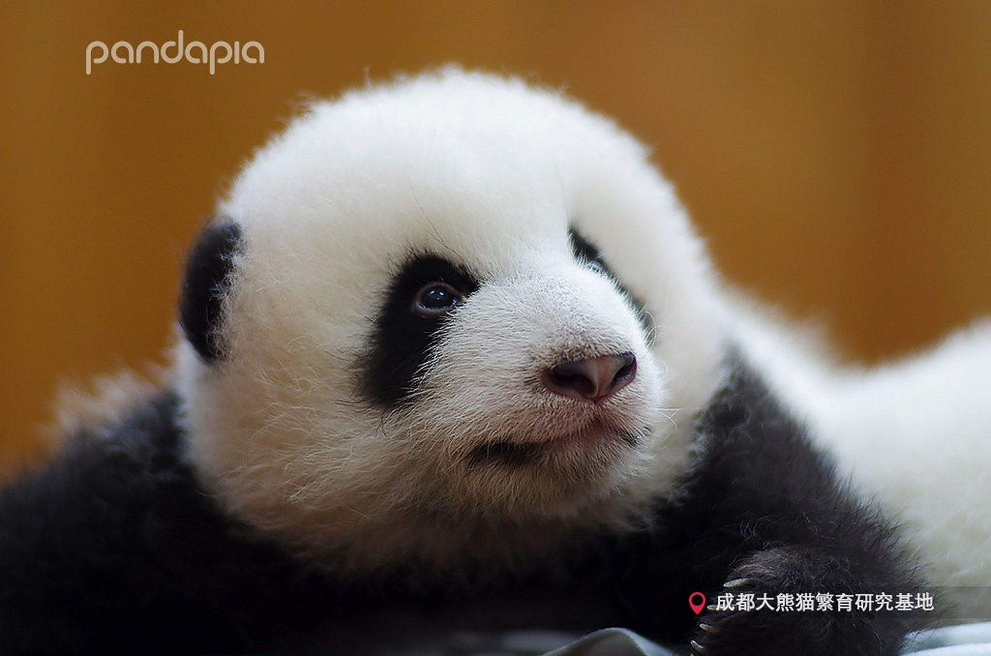 大熊猫萌兰——全世界最可爱的熊猫公仔 萌兰 雄性(帅气可爱的男孩纸