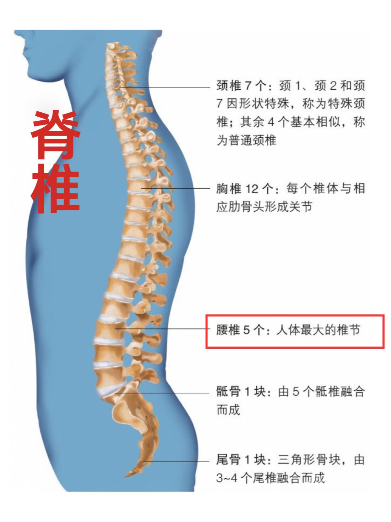 颈椎胸椎腰椎各几节图片