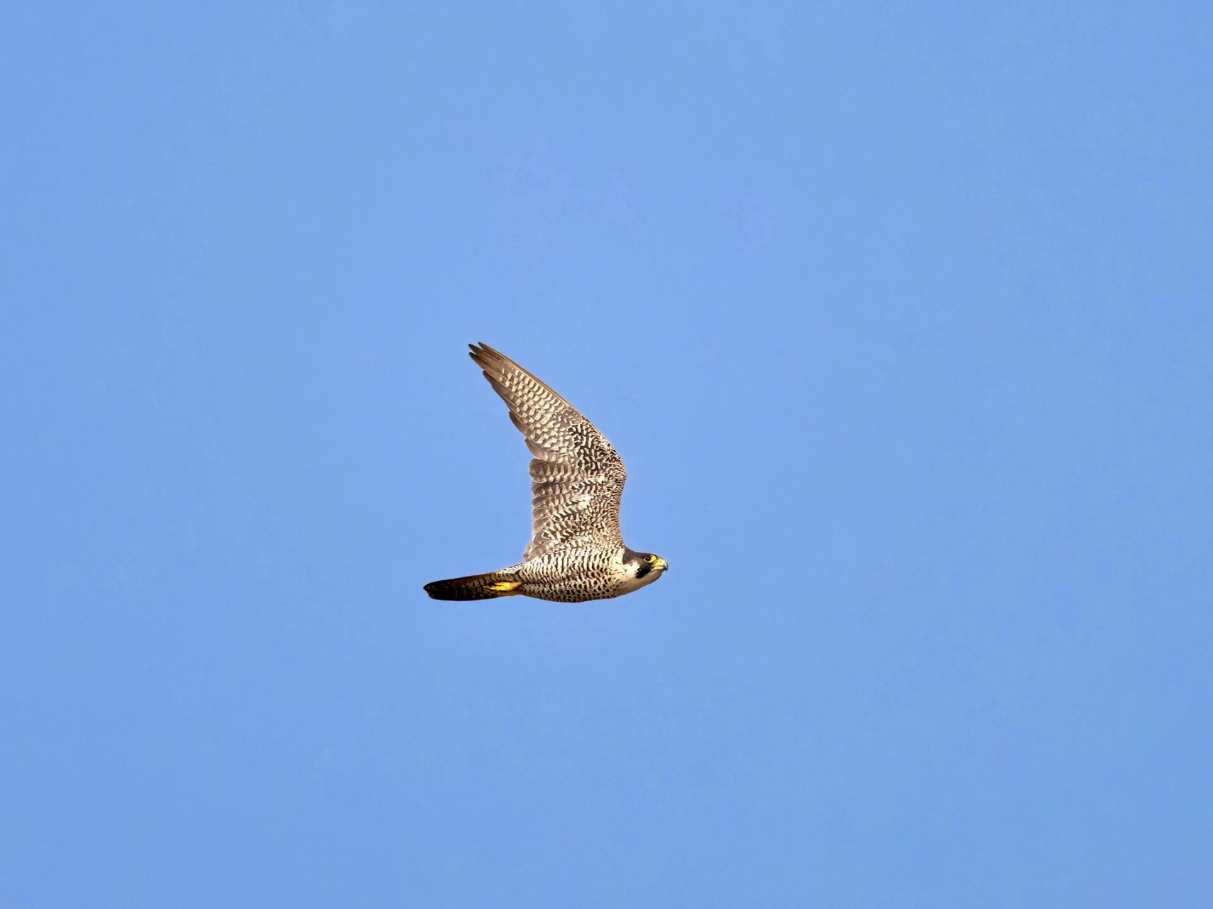 游隼 游隼是世界上短距离冲刺速度最快的鸟类,长距离飞行仅次于雨燕.