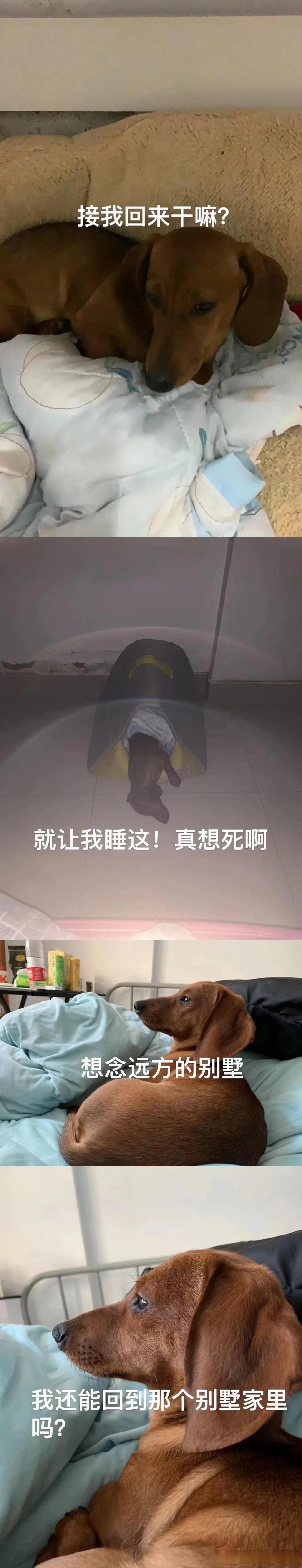 原来狗不嫌家贫是因为没富过