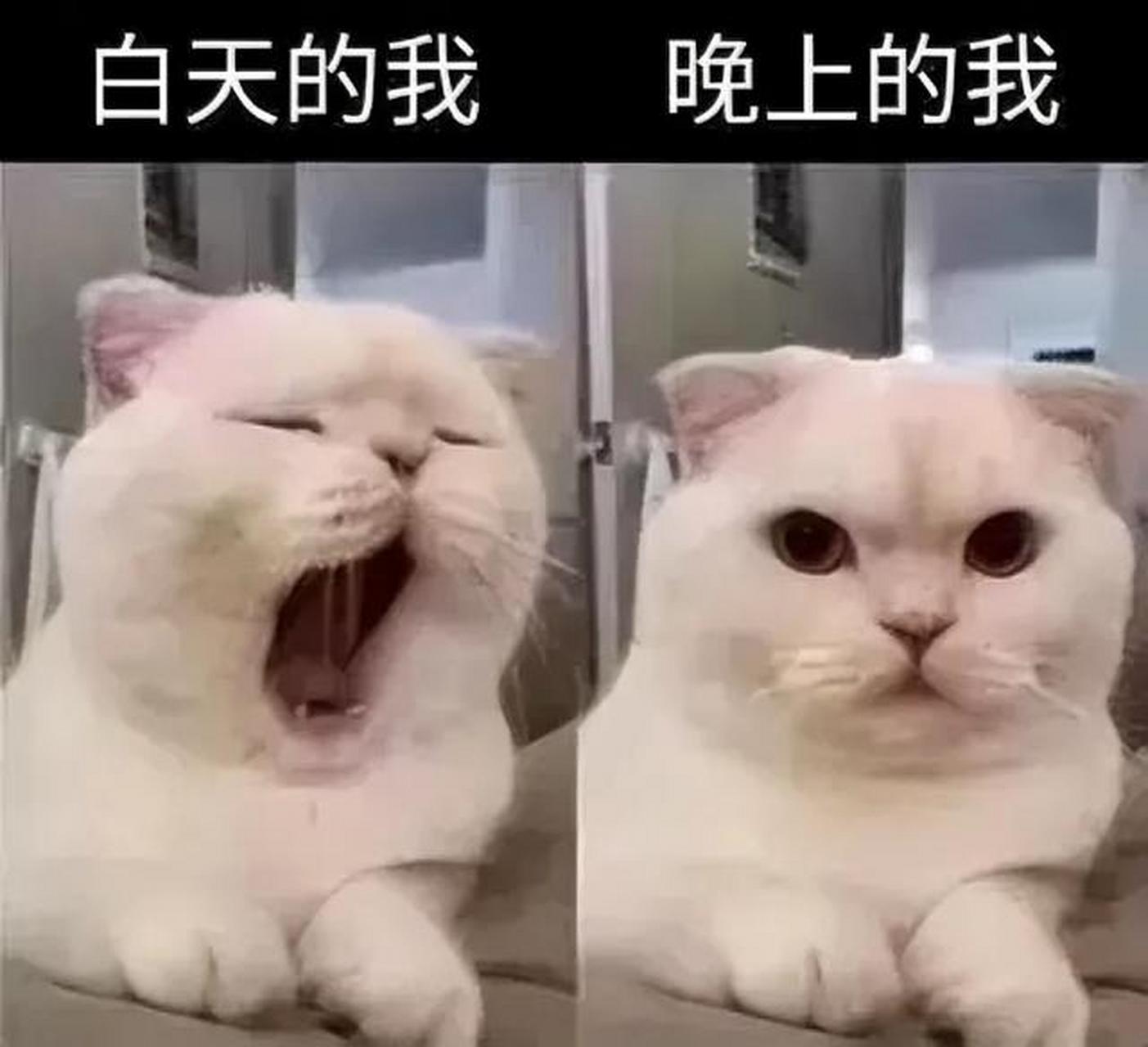 白天的我和晚上的我,形容得太贴切了!