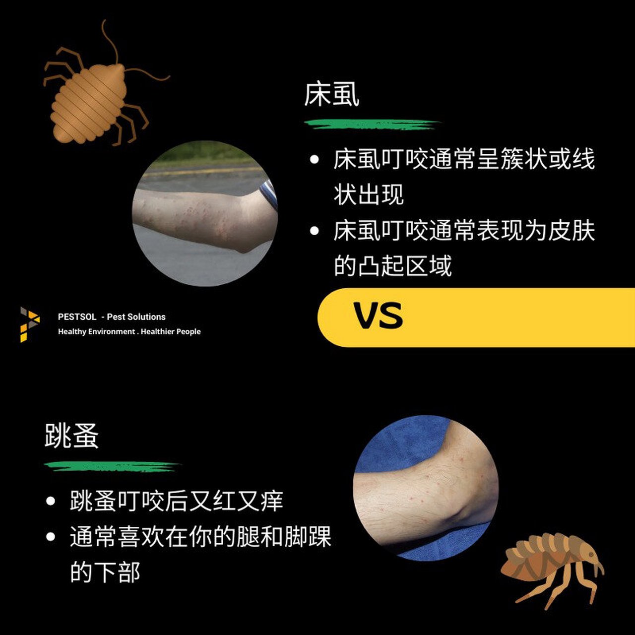 虱子和跳蚤的區(qū)別在哪里?