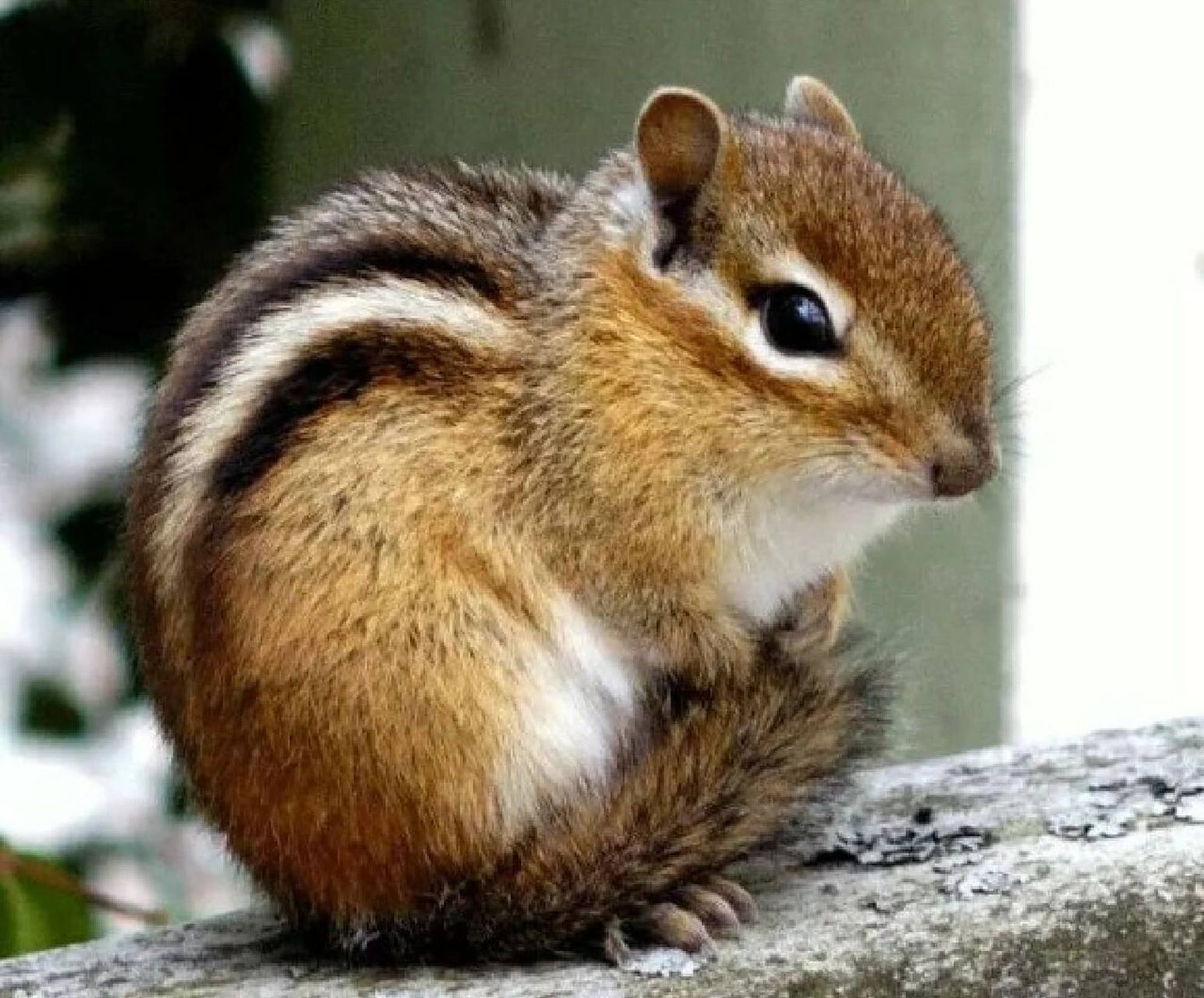 花栗鼠丨松鼠科花栗鼠属动物9715 989898 别称-金花鼠,花鼠