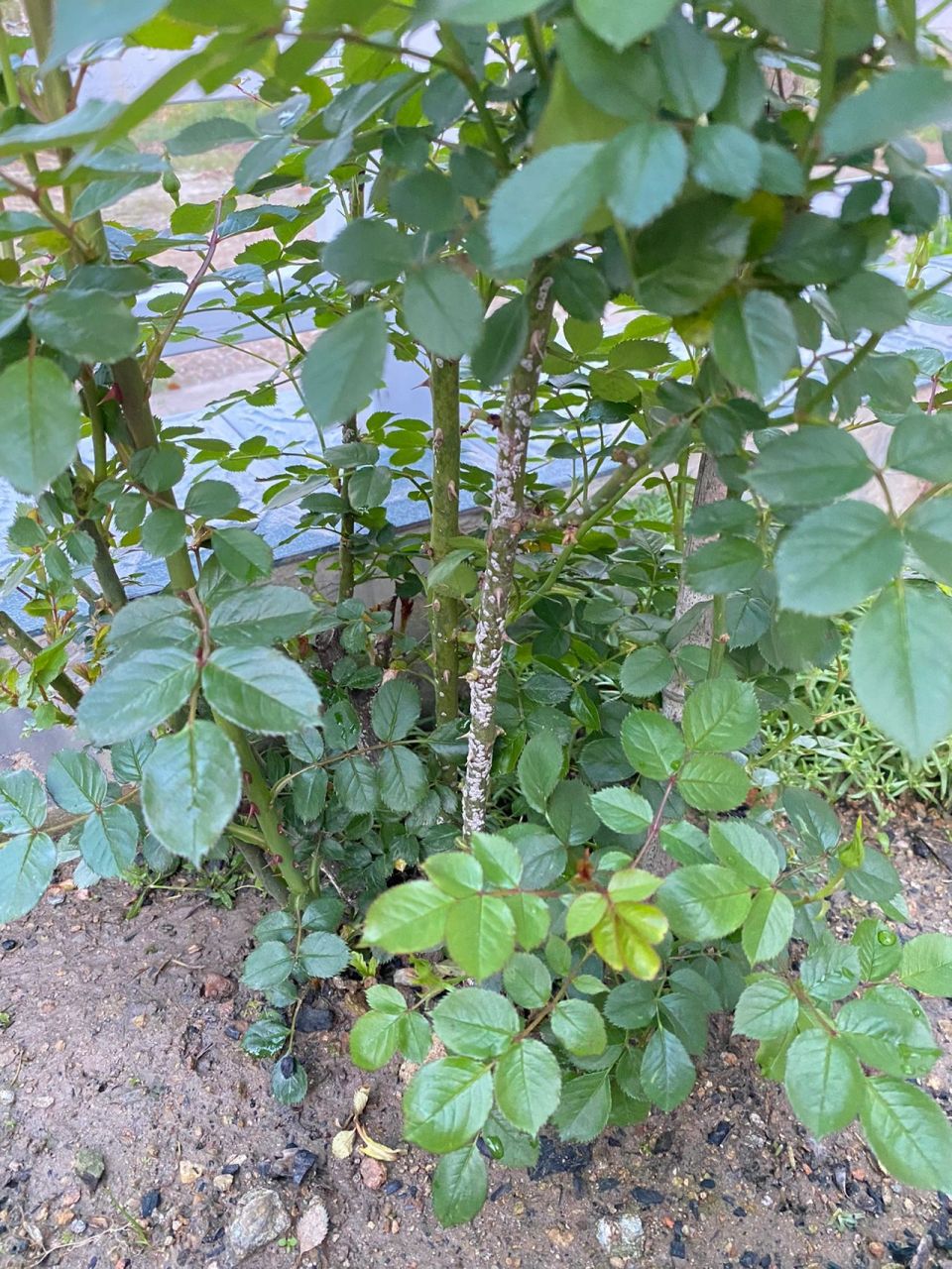 请教小的花友们:月季长这种白斑是生什么病了?