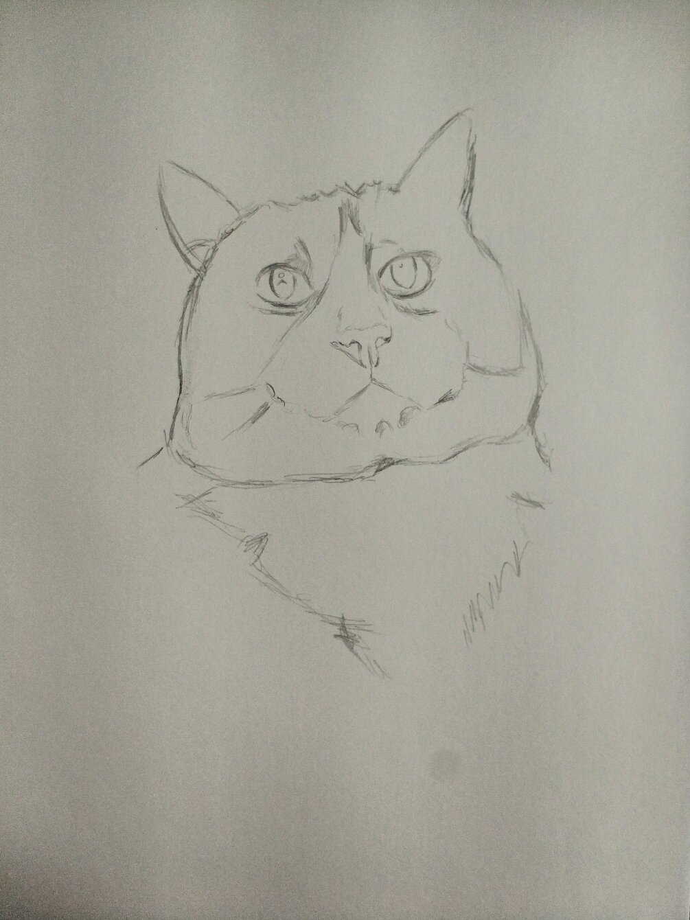 六步教你画一只可爱的猫咪93!附教程步骤