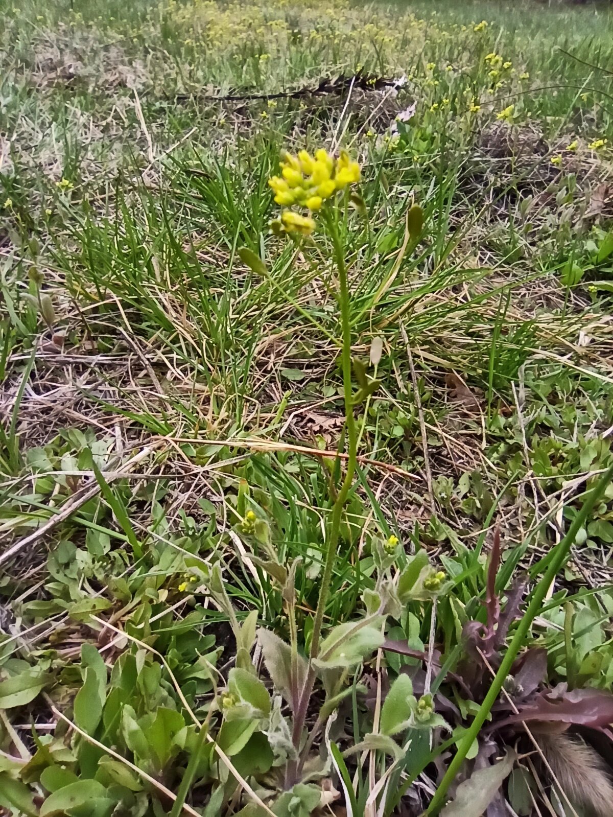 东北野草花(十)葶苈 十字花科葶苈属二年生草本植物.