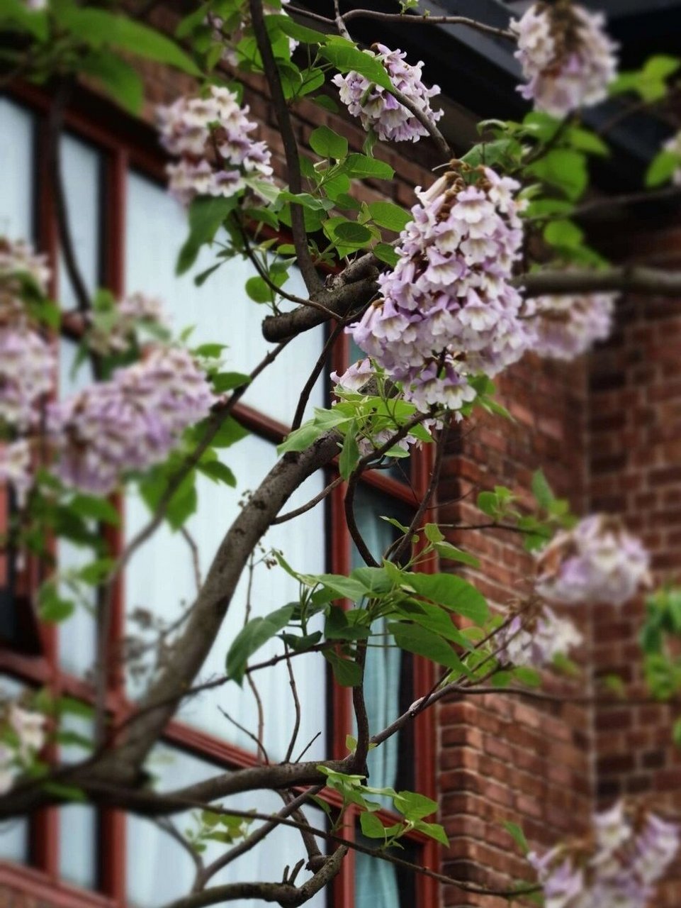 每日植物-泡桐,梧桐还是法国梧桐? 泡桐 花色:白色/紫色 高度:3-20米 