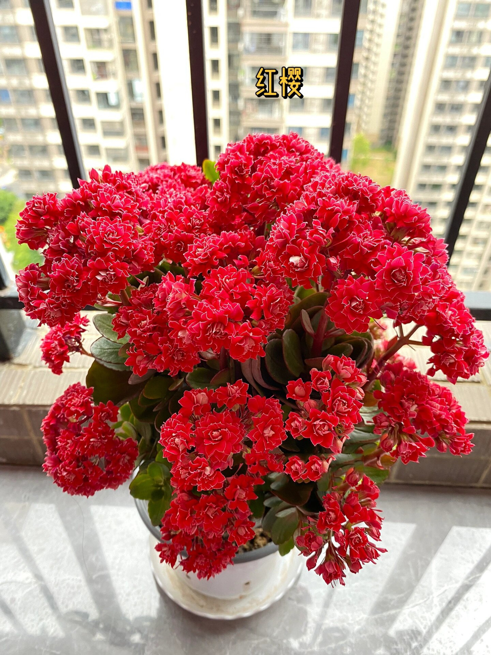 长寿花品种介绍与欣赏:倾城·红樱