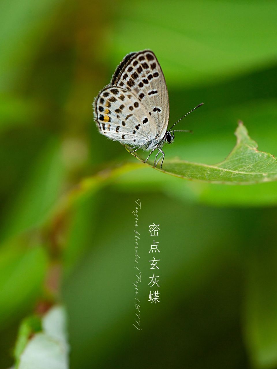 图①—六宫格 图②—红灰蝶 图③—棋石灰蝶 图④—酢浆灰蝶 图⑤—曲