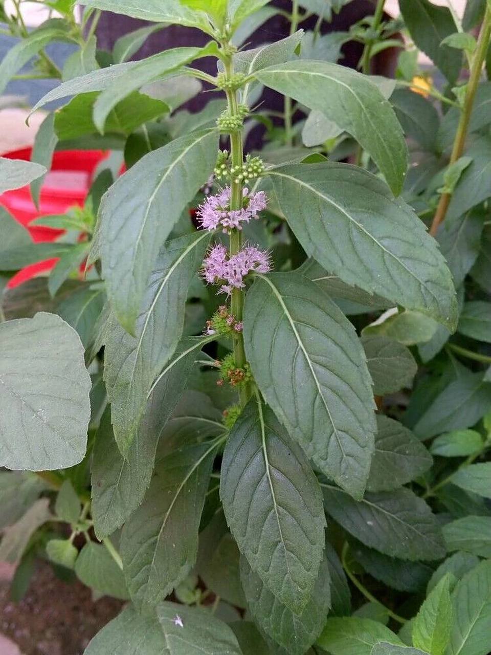 薄荷是薄荷,留兰香是留兰香 中央卫视的一个养生节目,和妈妈观看了一