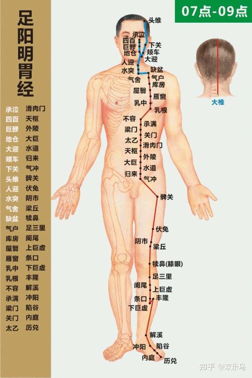 足阳明胃经精准取穴