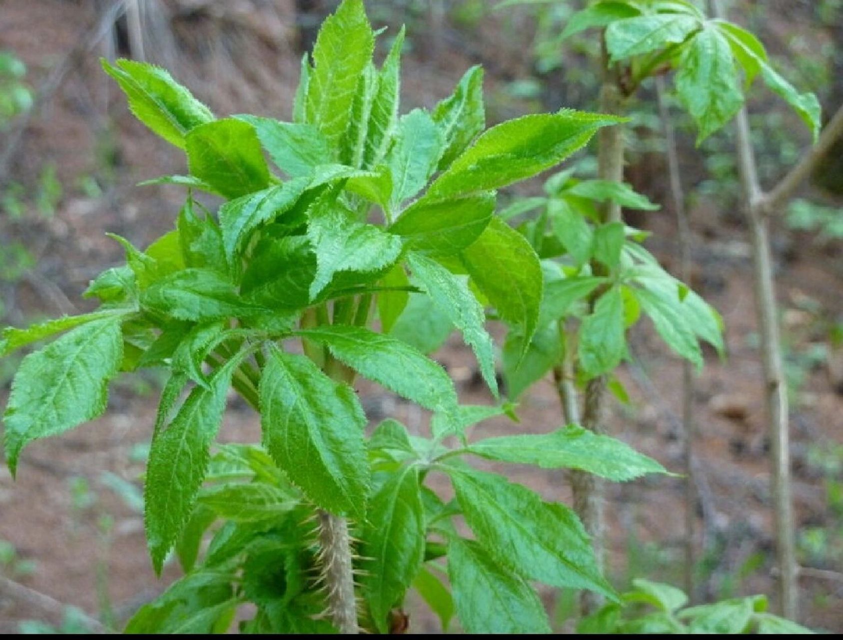吉林省野菜——刺么果棒(刺五加)  采摘时小心刺