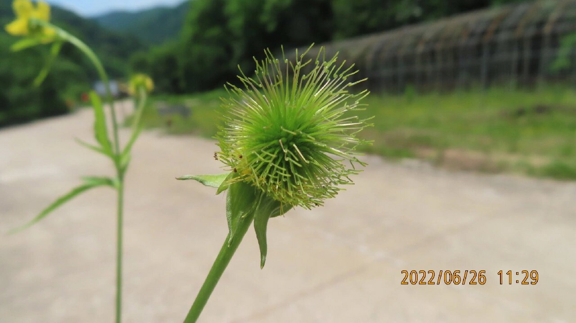 路边青,蔷薇科路边青属多年生草本植物 也叫水杨梅