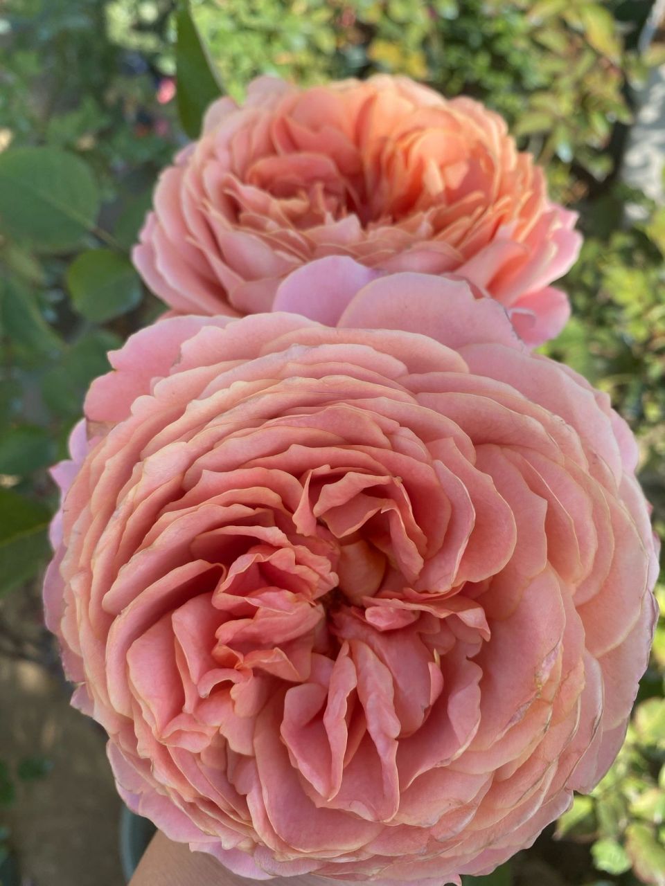 浪漫古董月季 天冷了颜色好好看,花瓣层数特别多,花朵有12公分,花大