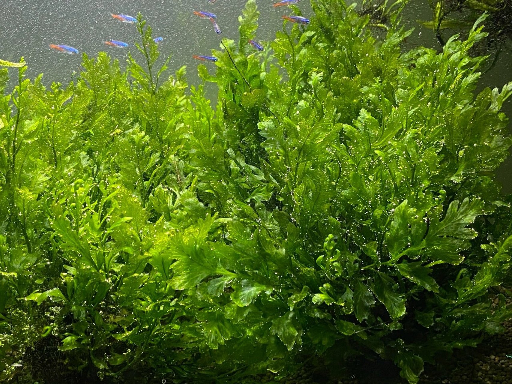nb植物活力素,救活了我的黑木蕨水草 nb活力素(非hb101)生长活力素在