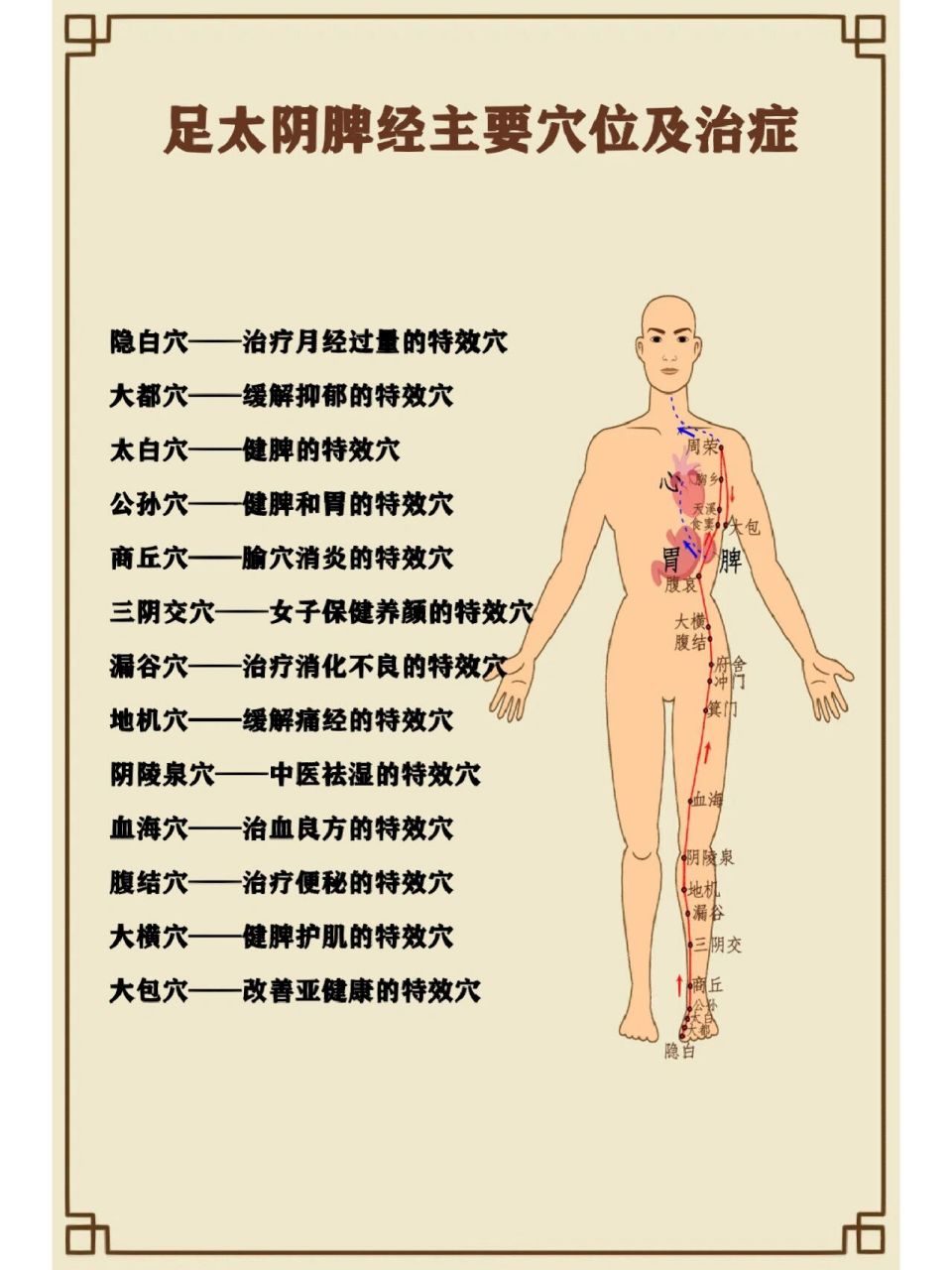 足脾经的位置示意图图片