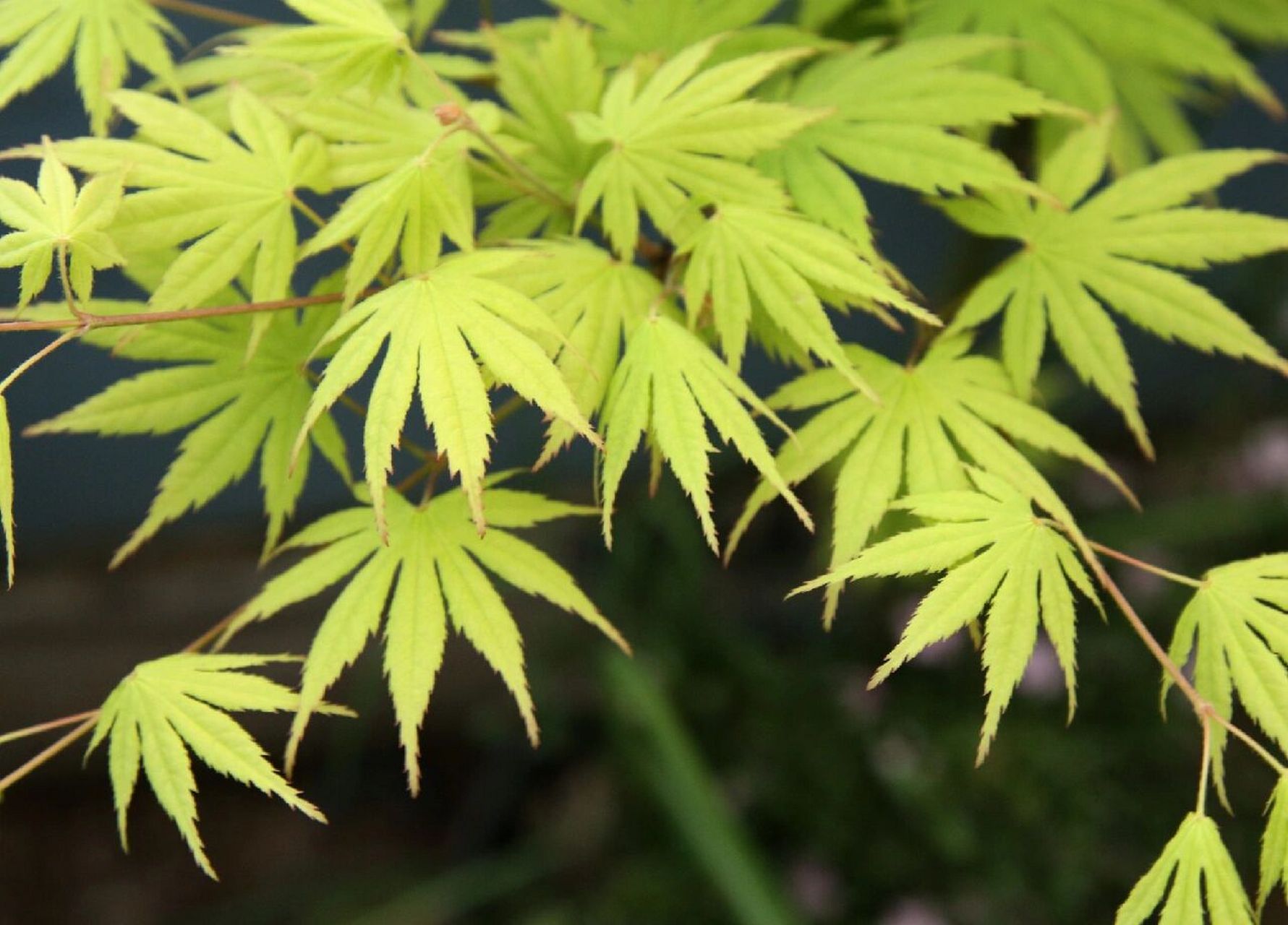 黄八丈 去年丑了一年差点扔了,今年还行,观赏期有点太短.