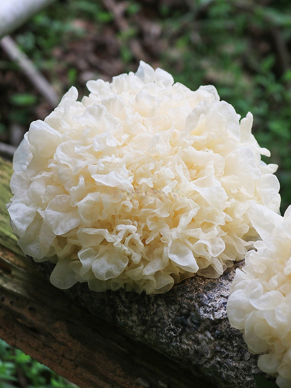 银耳中含有微量元素,维生素,粘多糖,但很少含有胶原蛋白,无法达到