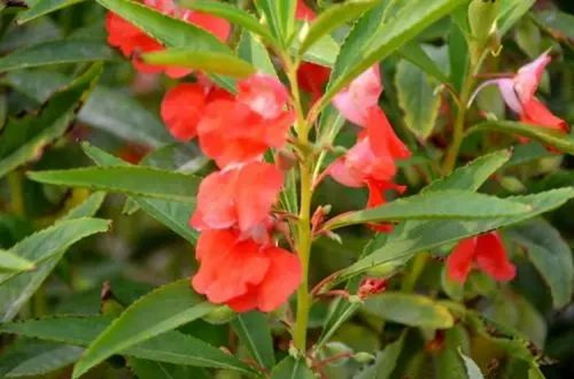 常见野外绿植—凤仙花 凤仙花, 别名:指甲花, 急性子,凤仙透骨草, 为