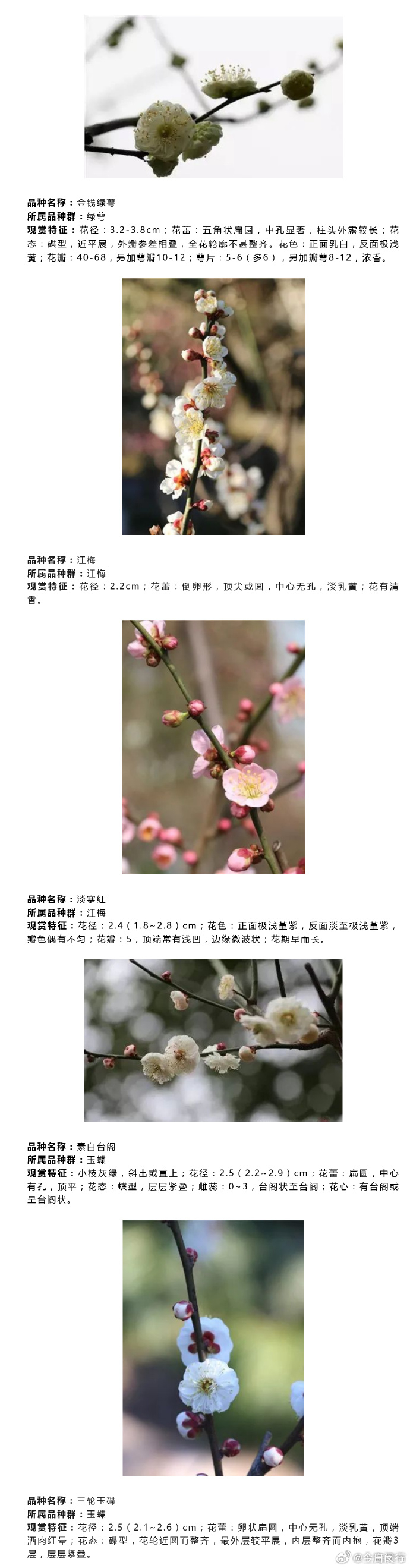 原来梅花有这么多种#【这些在上海生长的梅花你都见过吗?