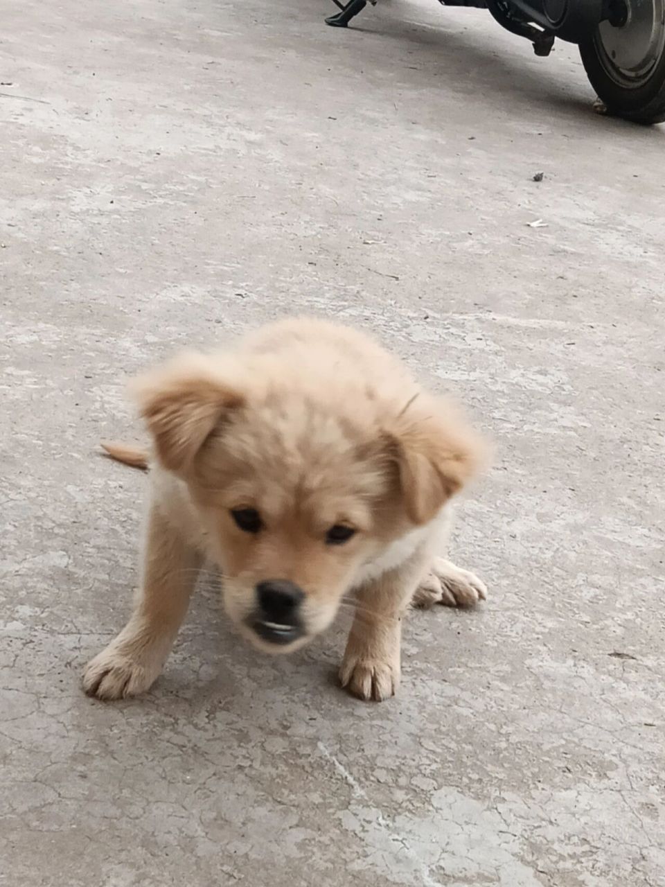 漂亮的小土狗长大后变地包天了 笑死我了,小时候可乖了给她拍了很多