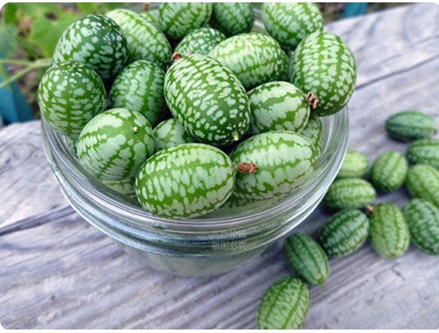 (学名:melothria02scabra02naudin)是葫芦科,番马25儿属植物