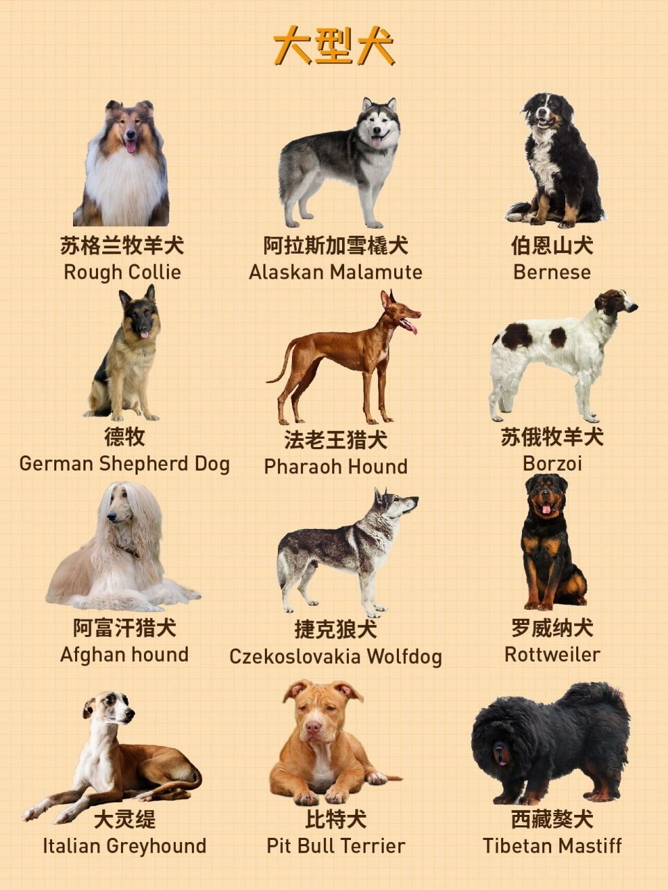 小型犬种类大全图片