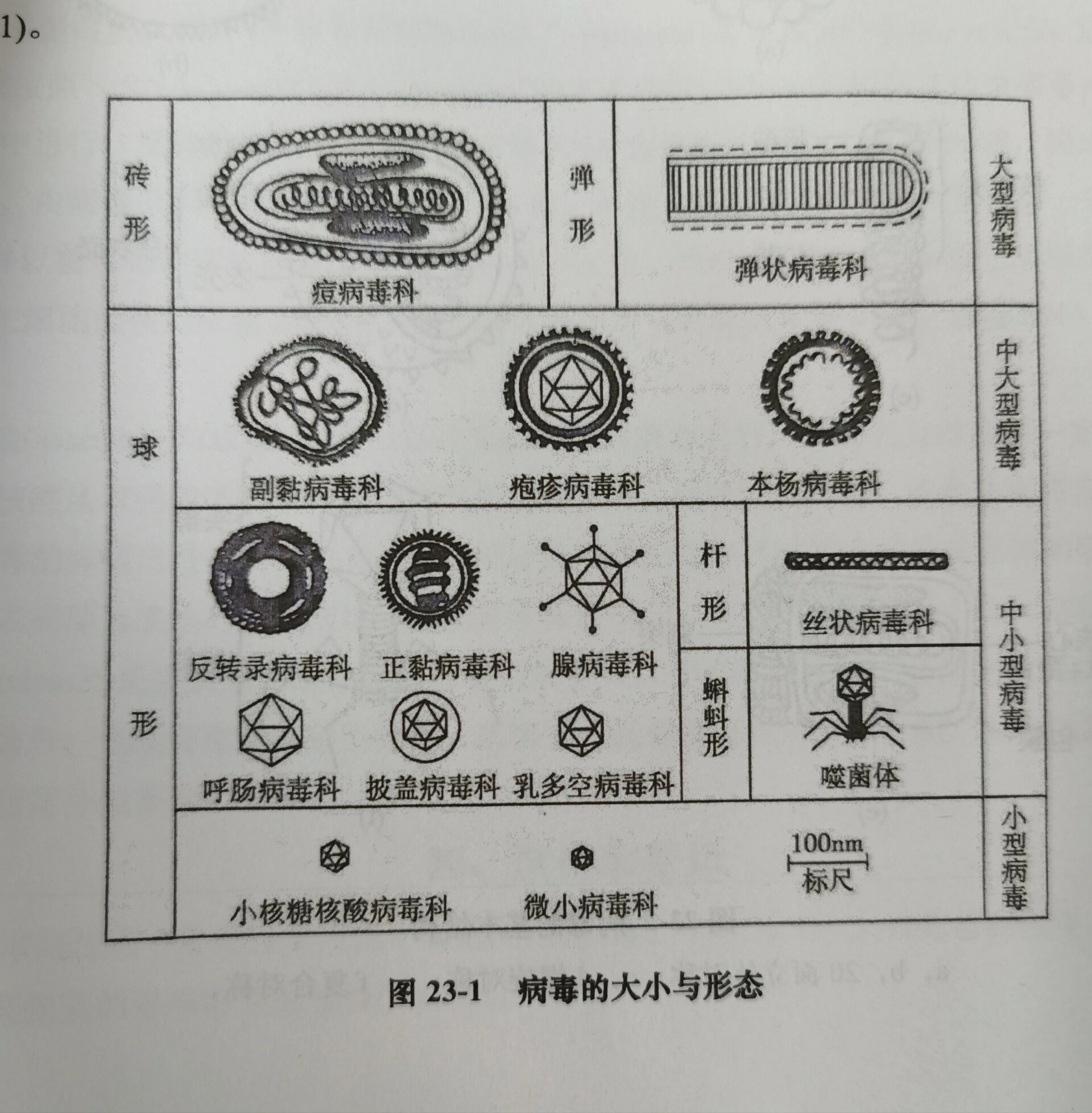 动物病毒基本结构图图片