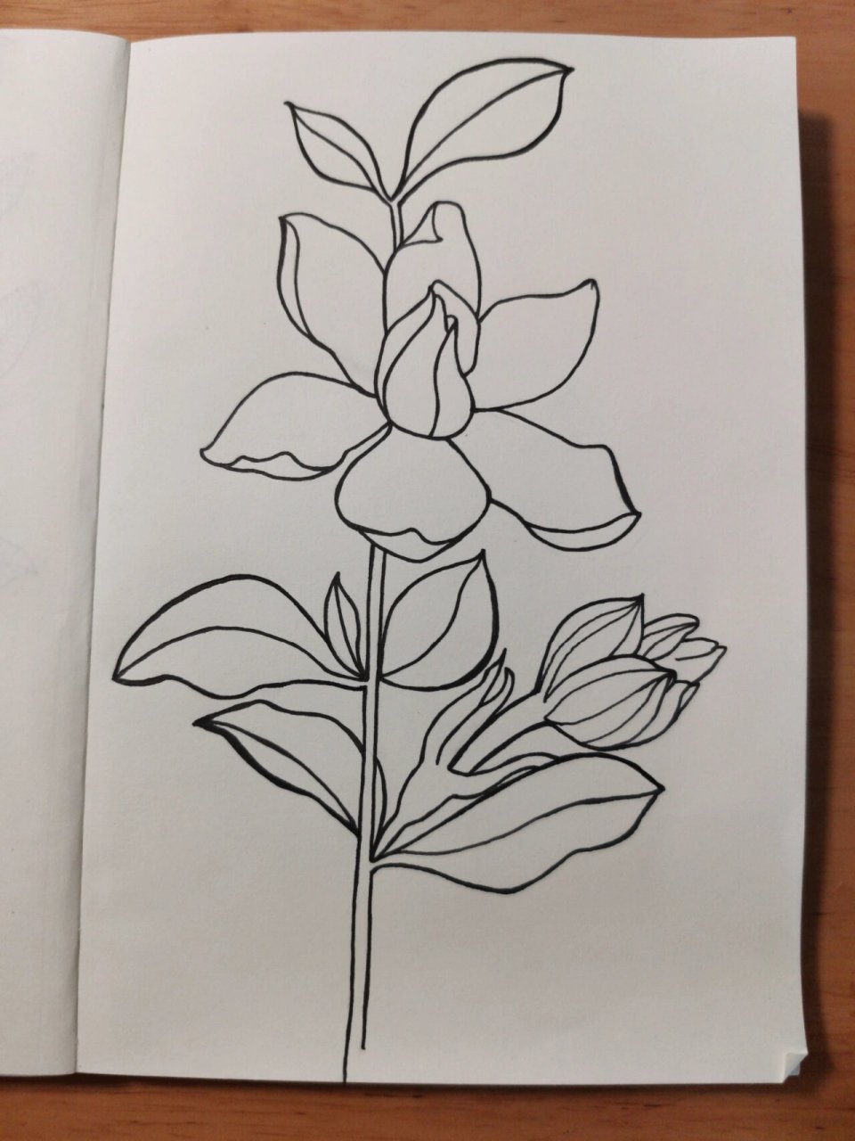 零基础学画画66～栀子花(附步骤) 临摹《一笔一世界》 栀子花属龙胆目