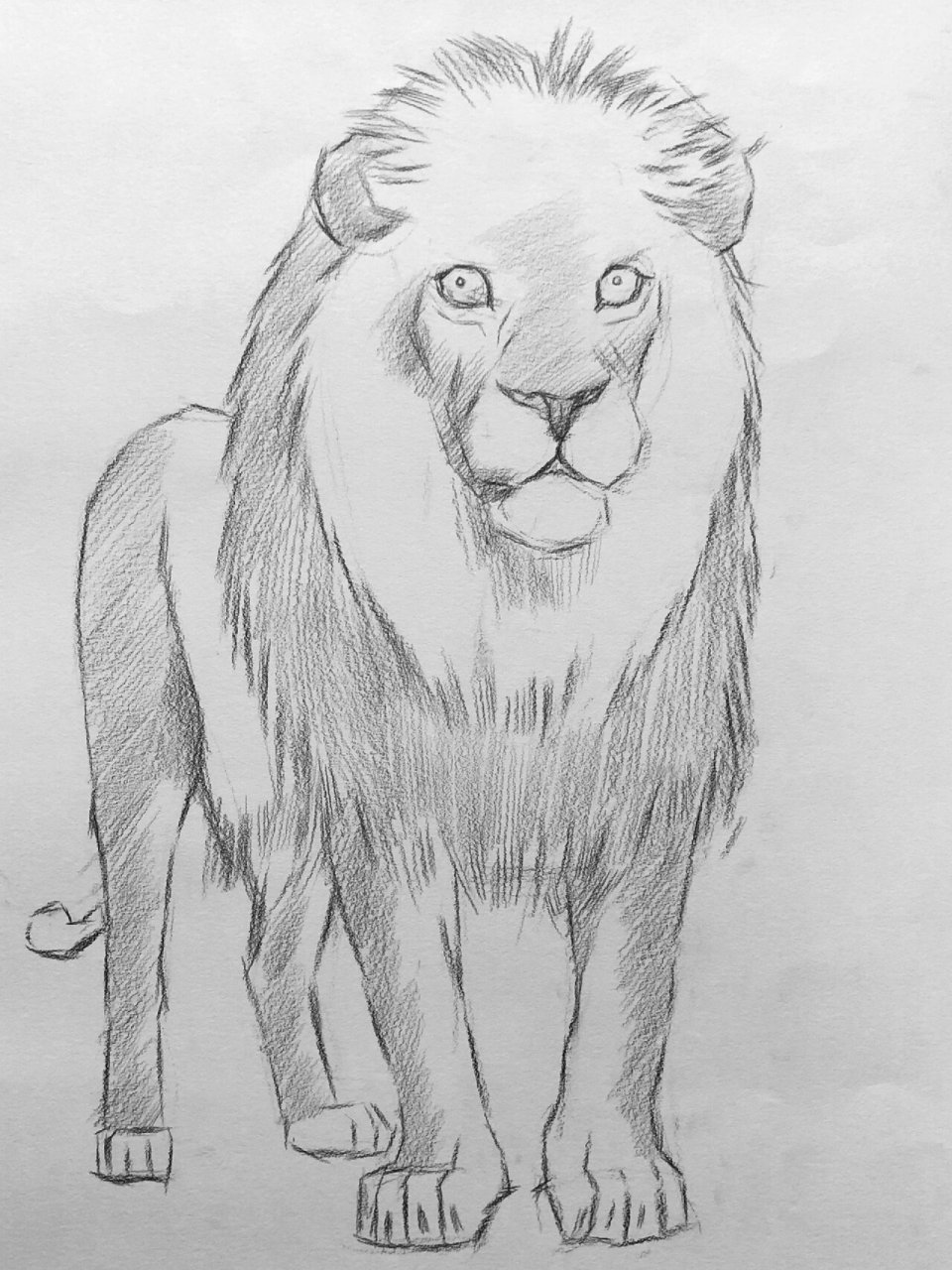 素描动物狮子绘画步骤