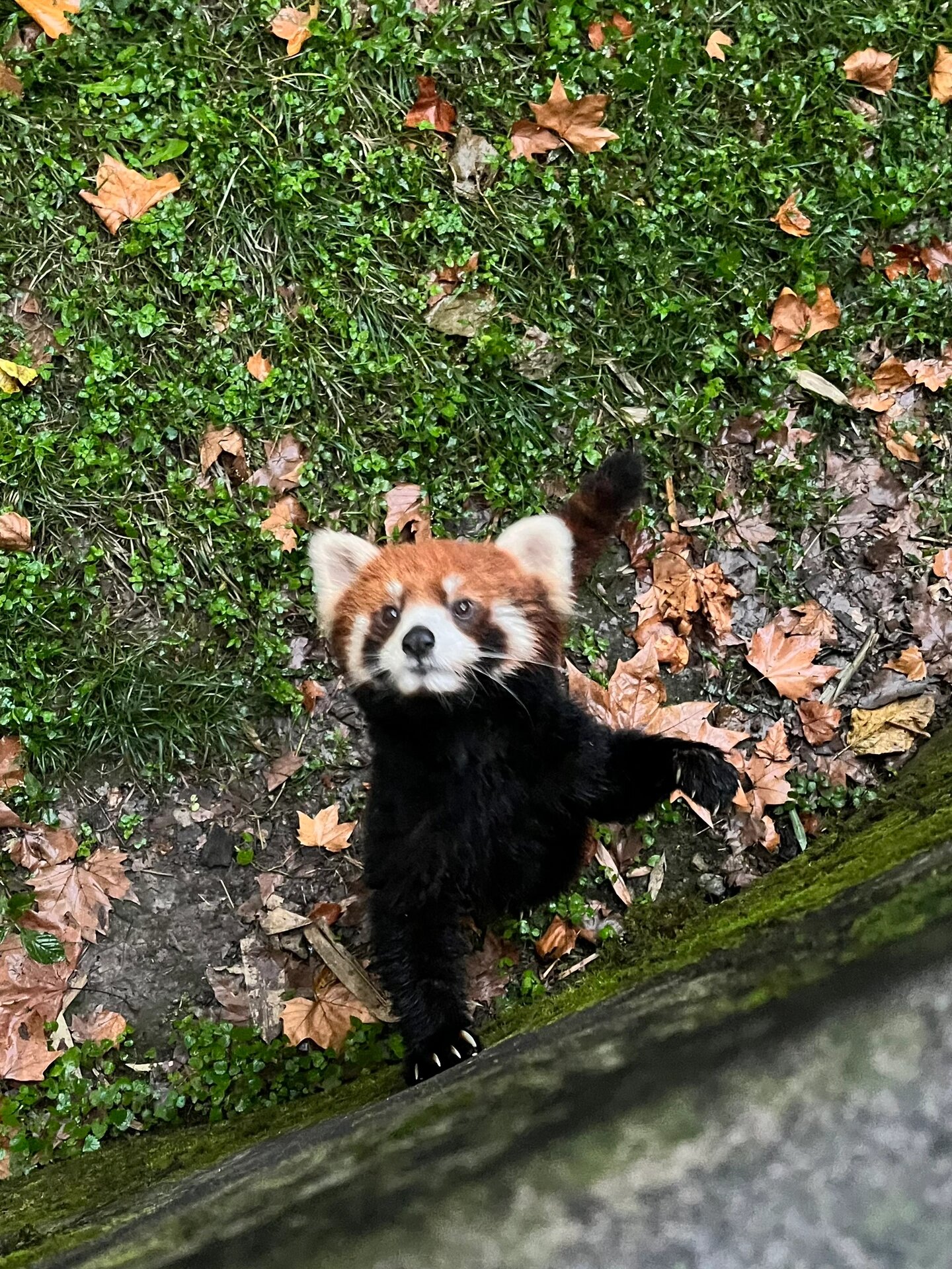 上海动物园小熊猫图片