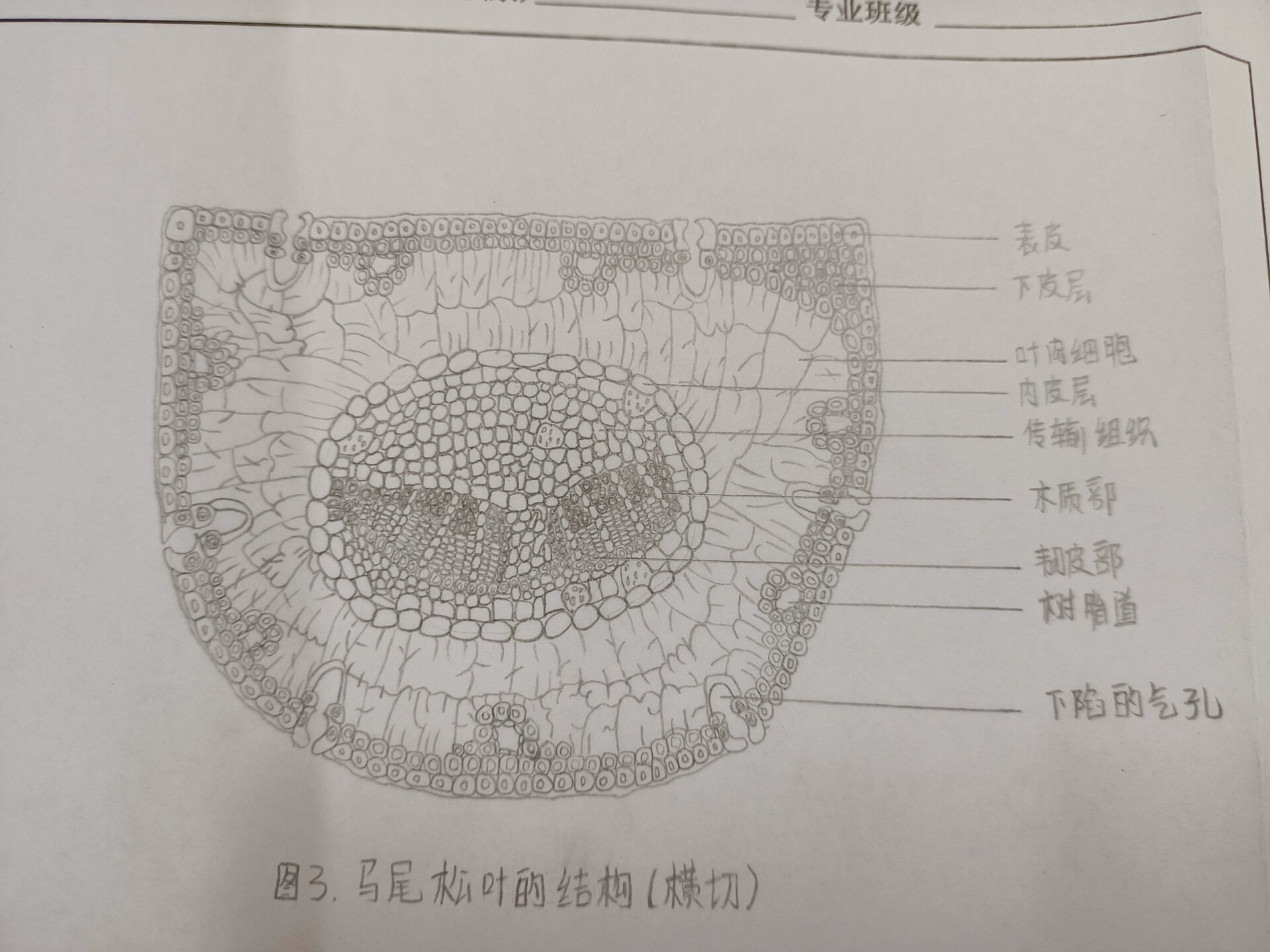 玉米叶横切结构图简图图片