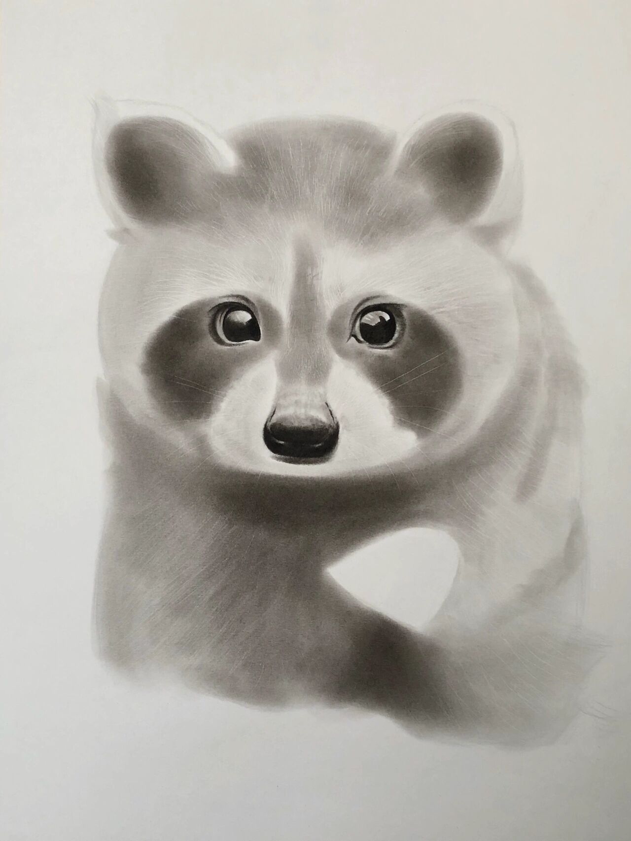 【素描动物】草地上的小浣熊01(附步骤图