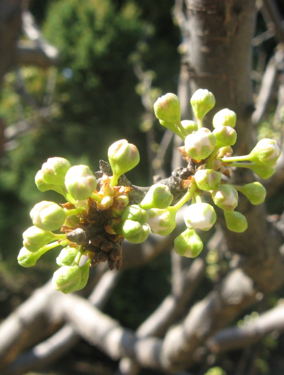 科属:蔷薇科李属 花期:3月下旬,花期与杏花相近 特点:又名玉梅,花单