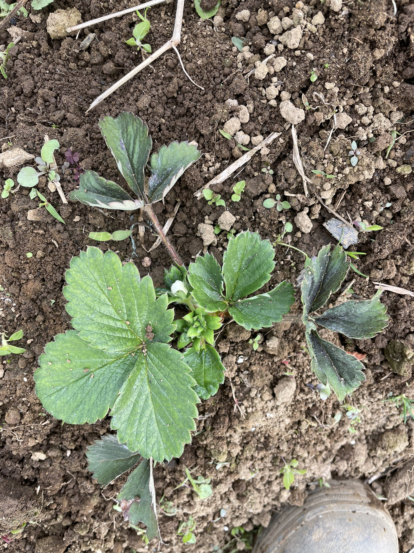 养了一年的草莓可算认识草莓花苞长啥样了 图一是半月前买的,之后的图