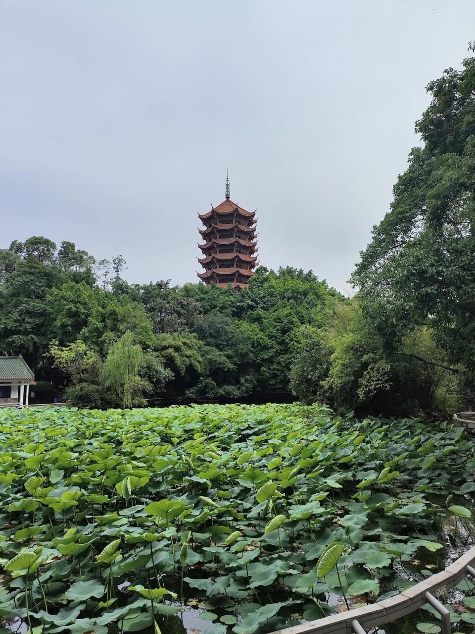 碧津公园的荷塘里面已经有很多含苞待放的花骨朵,也有几支荷花已经迫