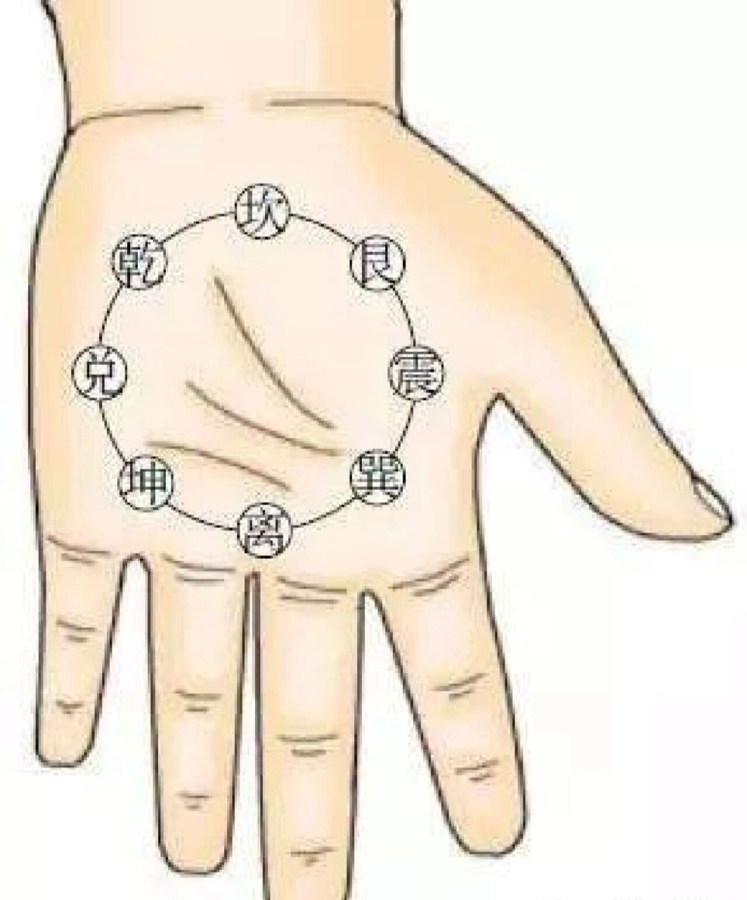 小儿推拿穴位:内八卦 位置:在手掌面,以手心为圆心,以圆心至中指指根