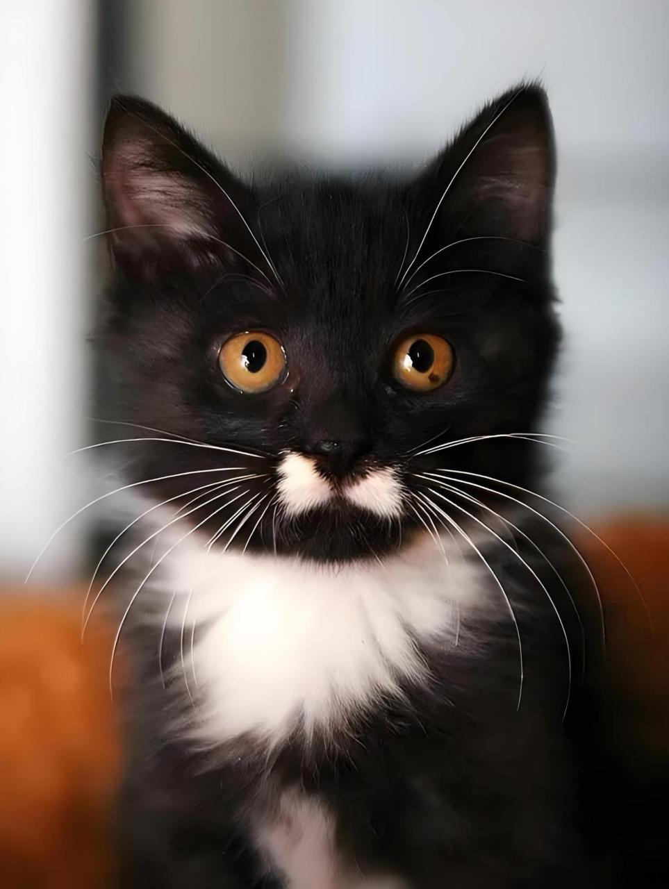 这种猫咪的外观非常独特,黑色的身体与白色的嘴巴形成了鲜明的对比