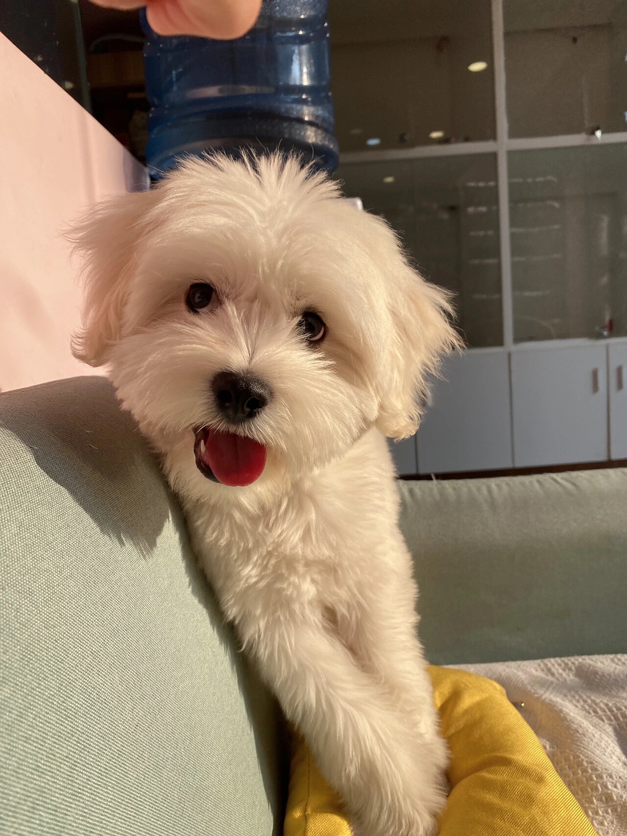 比熊串能长多大