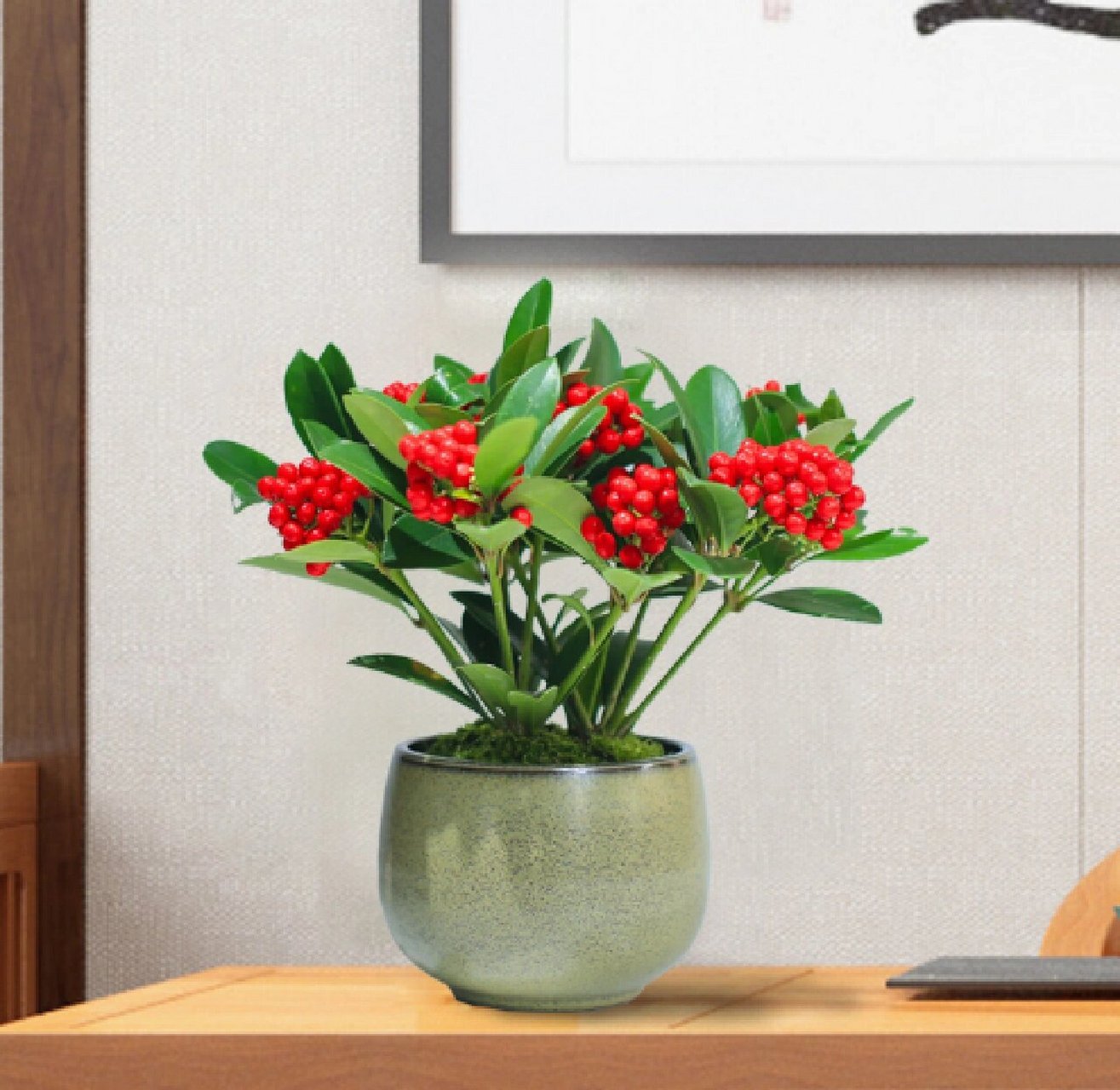 每日盆栽——红玉珠 【红玉珠】 又名红果茵芋,芸香科茵芋属常绿灌木