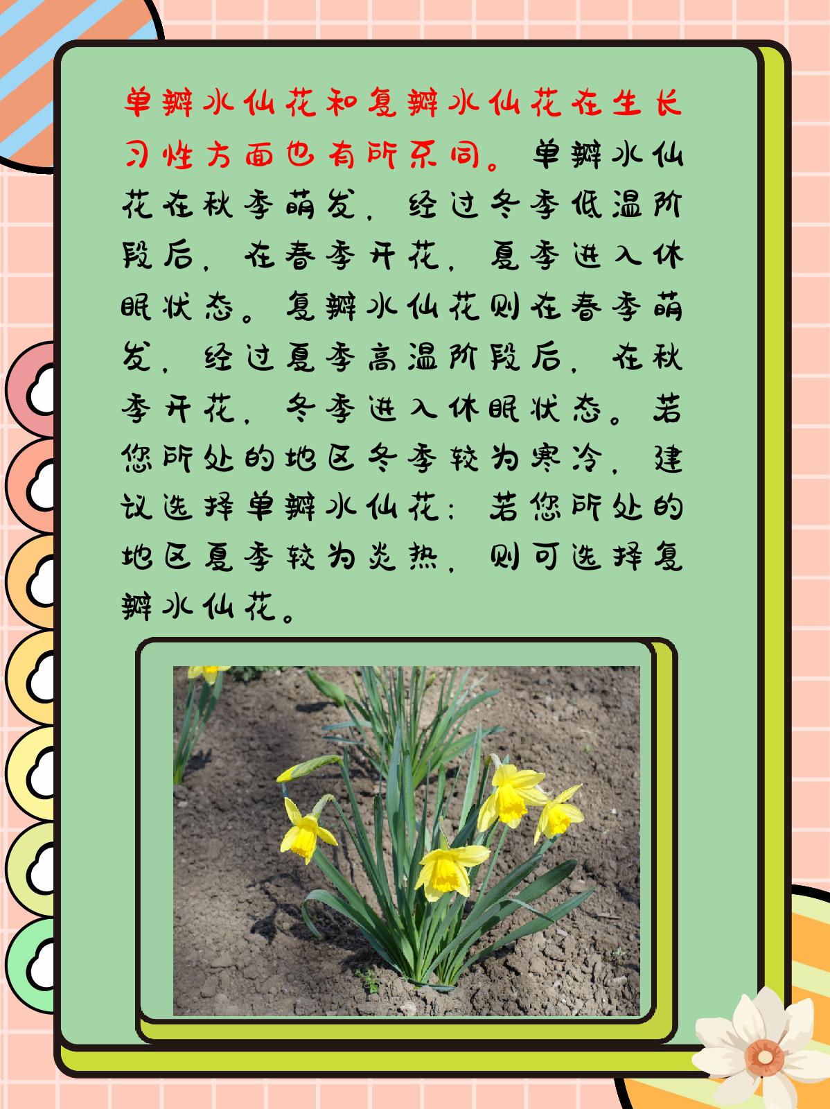 水仙花什么时候开放图片