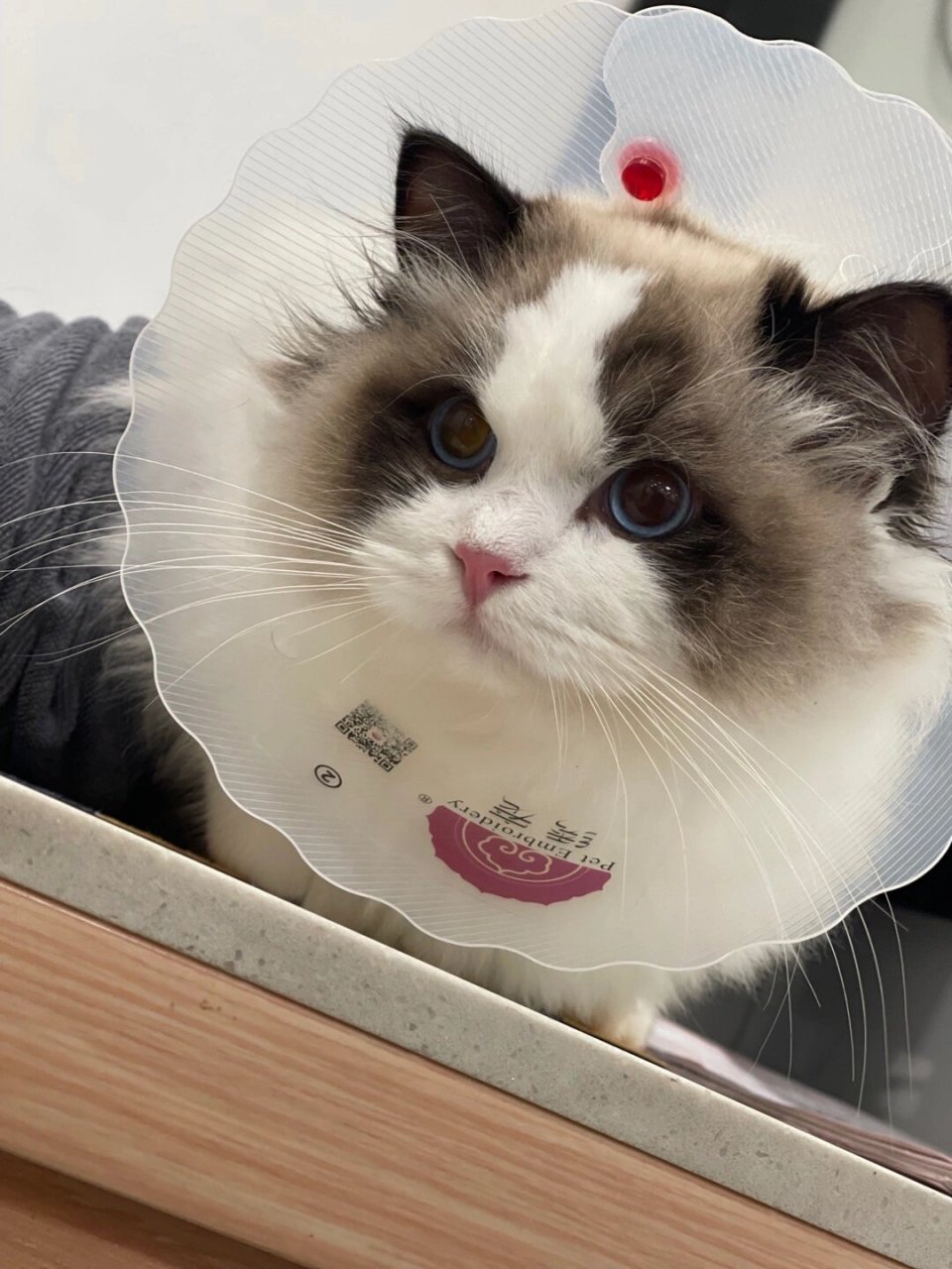 布偶猫眼色素区分 99 总所周知布偶猫眼的分别为1-6度 在cfa官方内